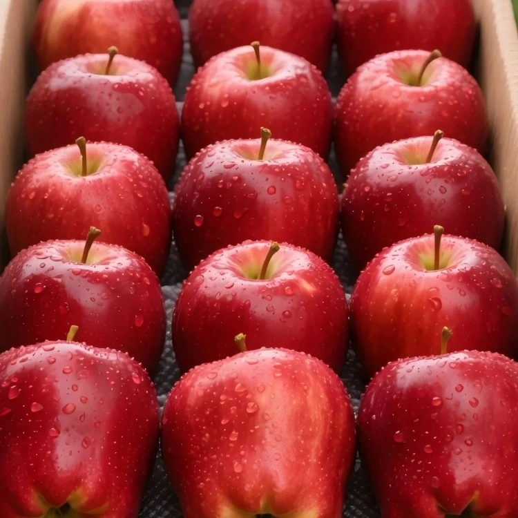 Fresh Organic Apples From Orchard best